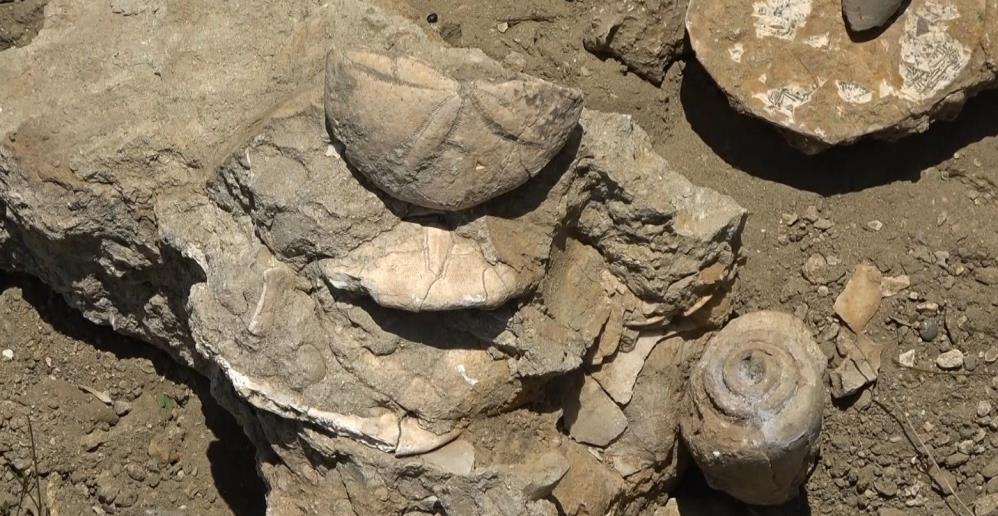 Muş'ta 20 milyon yıllık deniz canlıları fosili bulundu