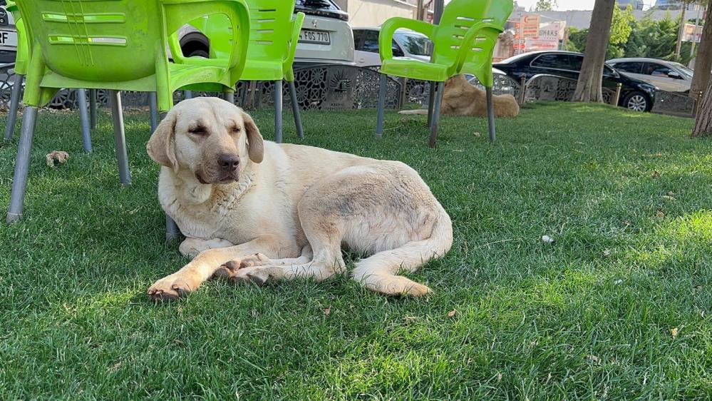 O ilde 'kuduz' paniği! Vakaların olduğu yerlerde karantina başladı