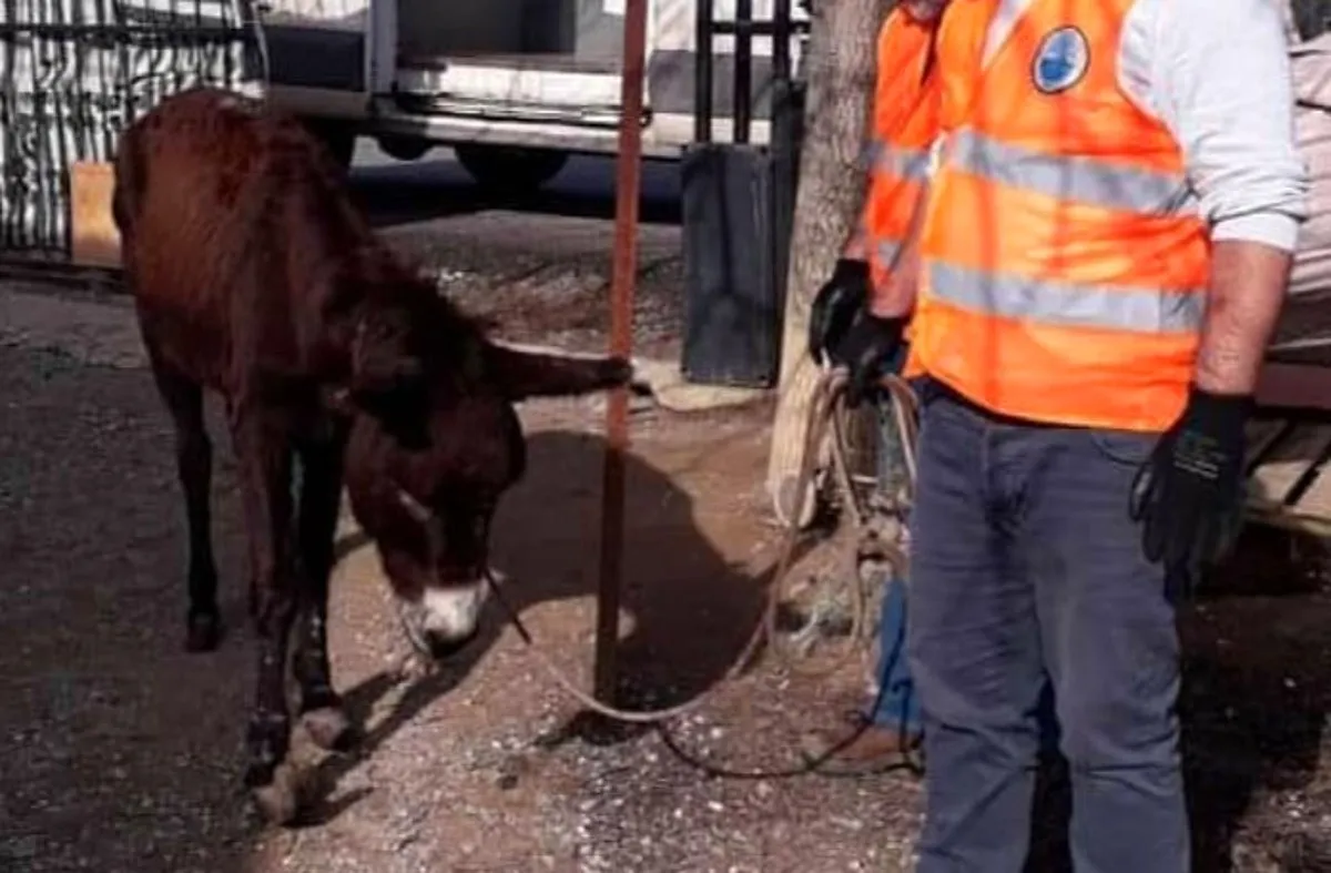 İzmir'de eşeğe eziyet edenler öyle bir ceza aldı ki...