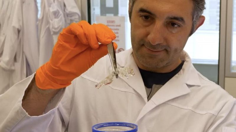Şeffaf fareler kanser araştırmalarına yenilik getiriyor