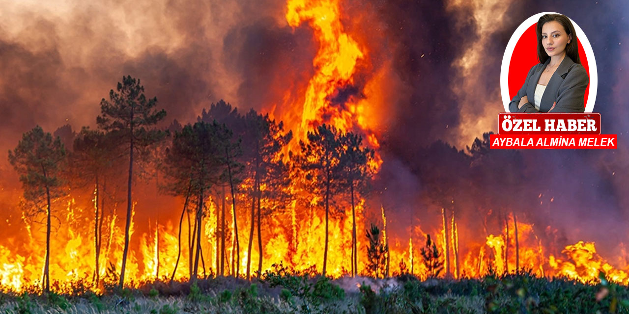 Türkiye'nin akciğerleri yanıyor: Orman yangını nasıl önlenir?