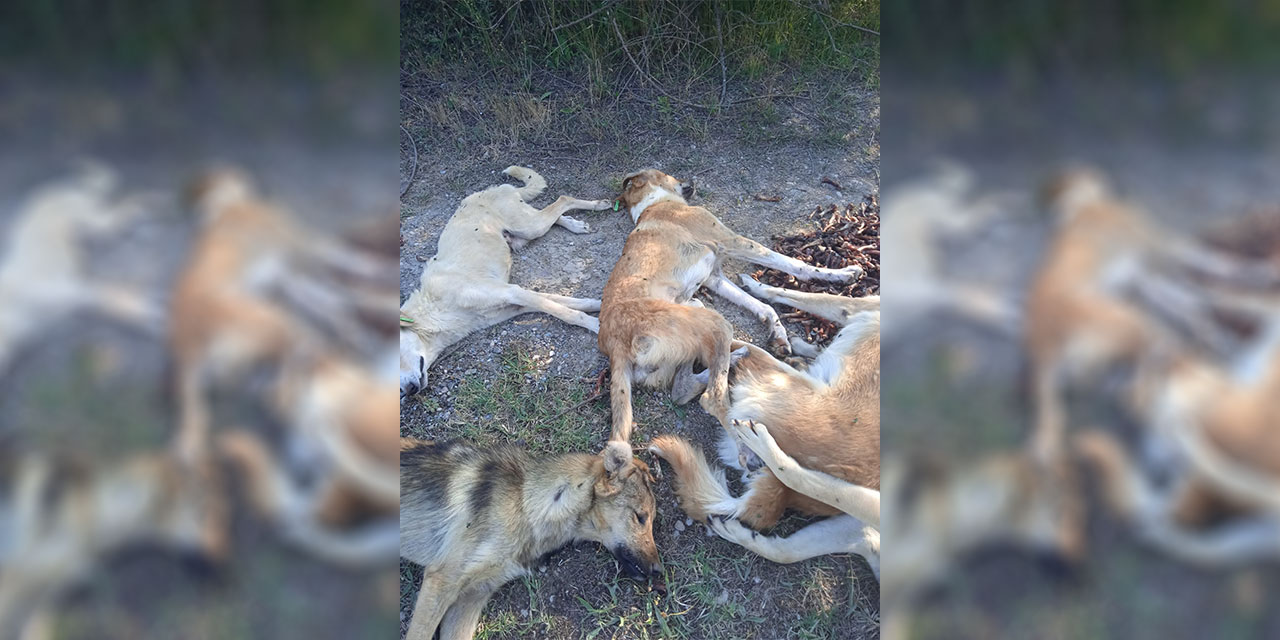 Bolu’da köpek vahşeti! Zehirlendiler