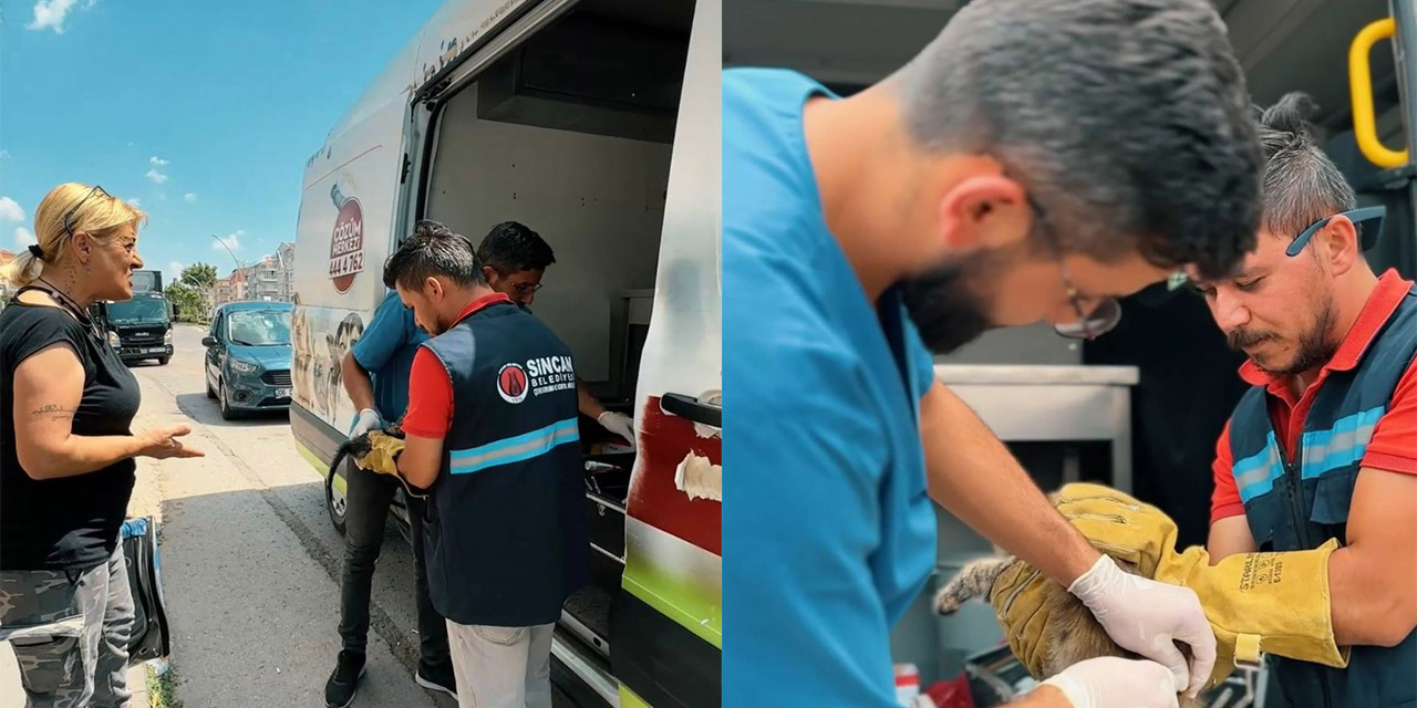 Sincan Belediyesi'nden sokak hayvanları için özel ambulans
