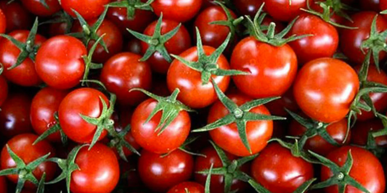 Rusya, Türkiye'den ithal ettiği domatesin kotasını artırdı