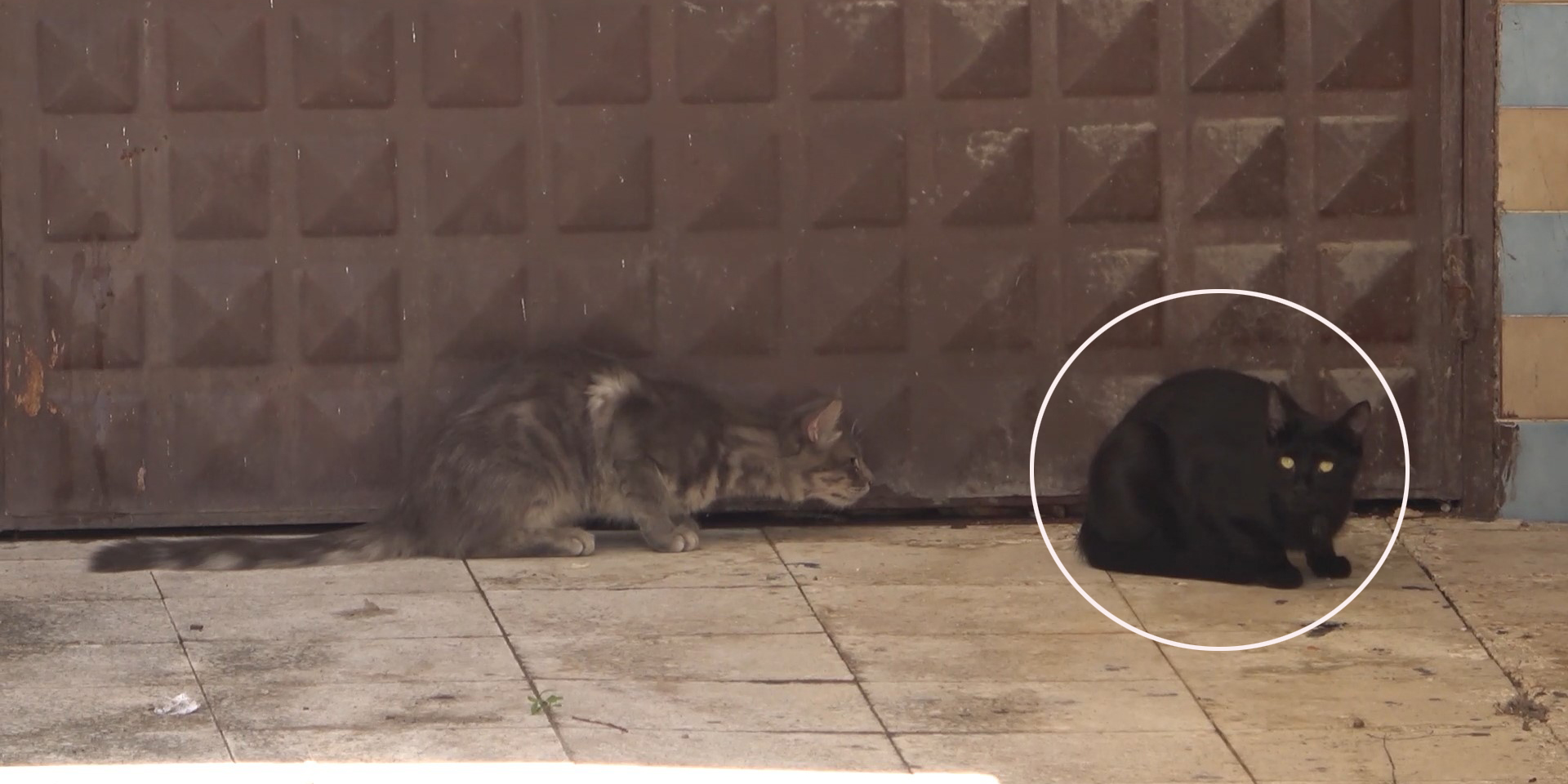 Kırıkkale’de anne kedi, mahsur kalan yavrusu için nöbet tutuyor