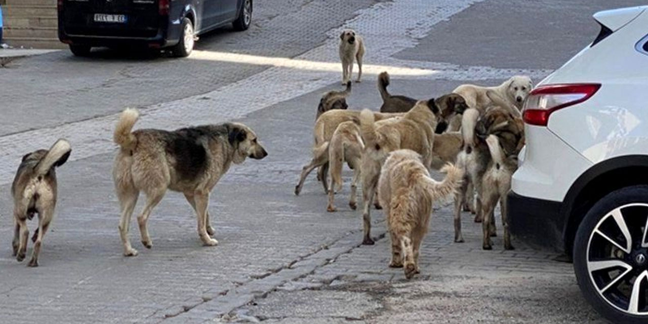 Ankara’da köpeklerin saldırdığı 13 yaşındaki çocuk ölümden döndü