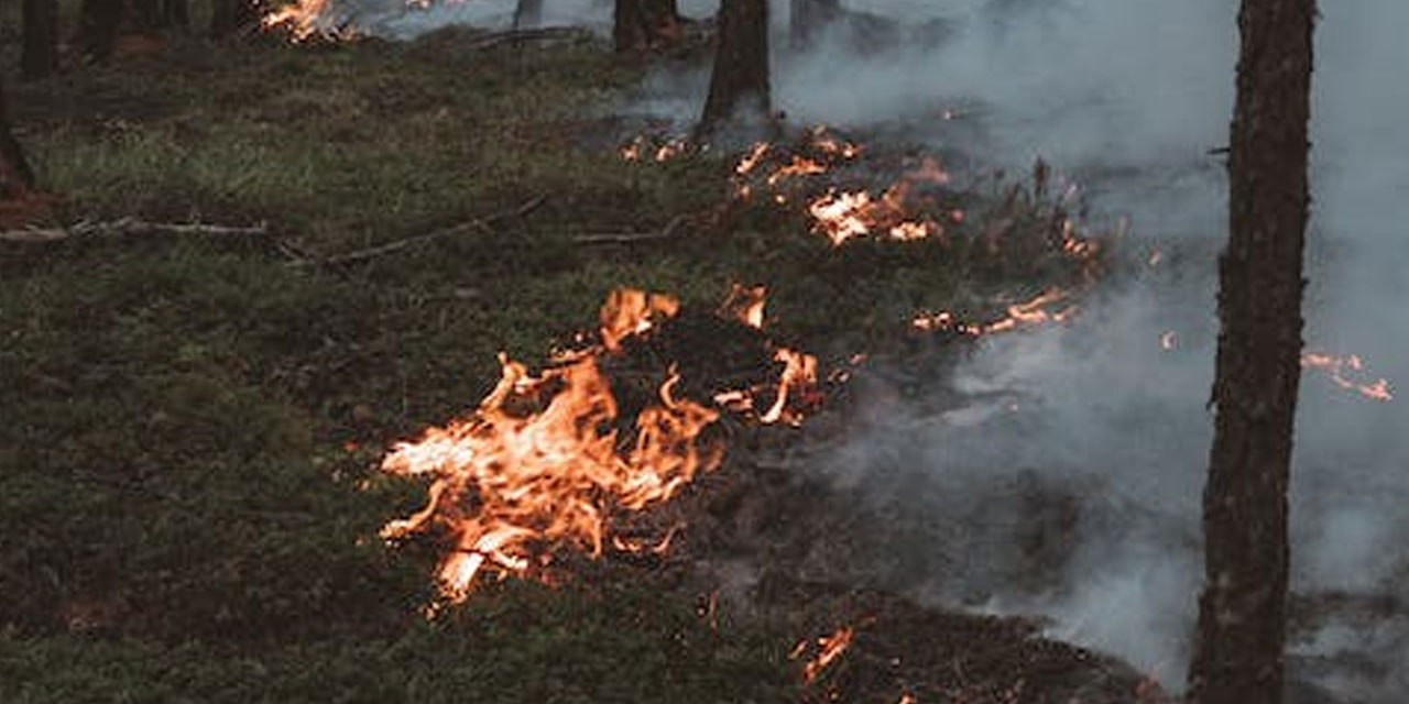 İzmir'de iki farklı noktada orman yangını