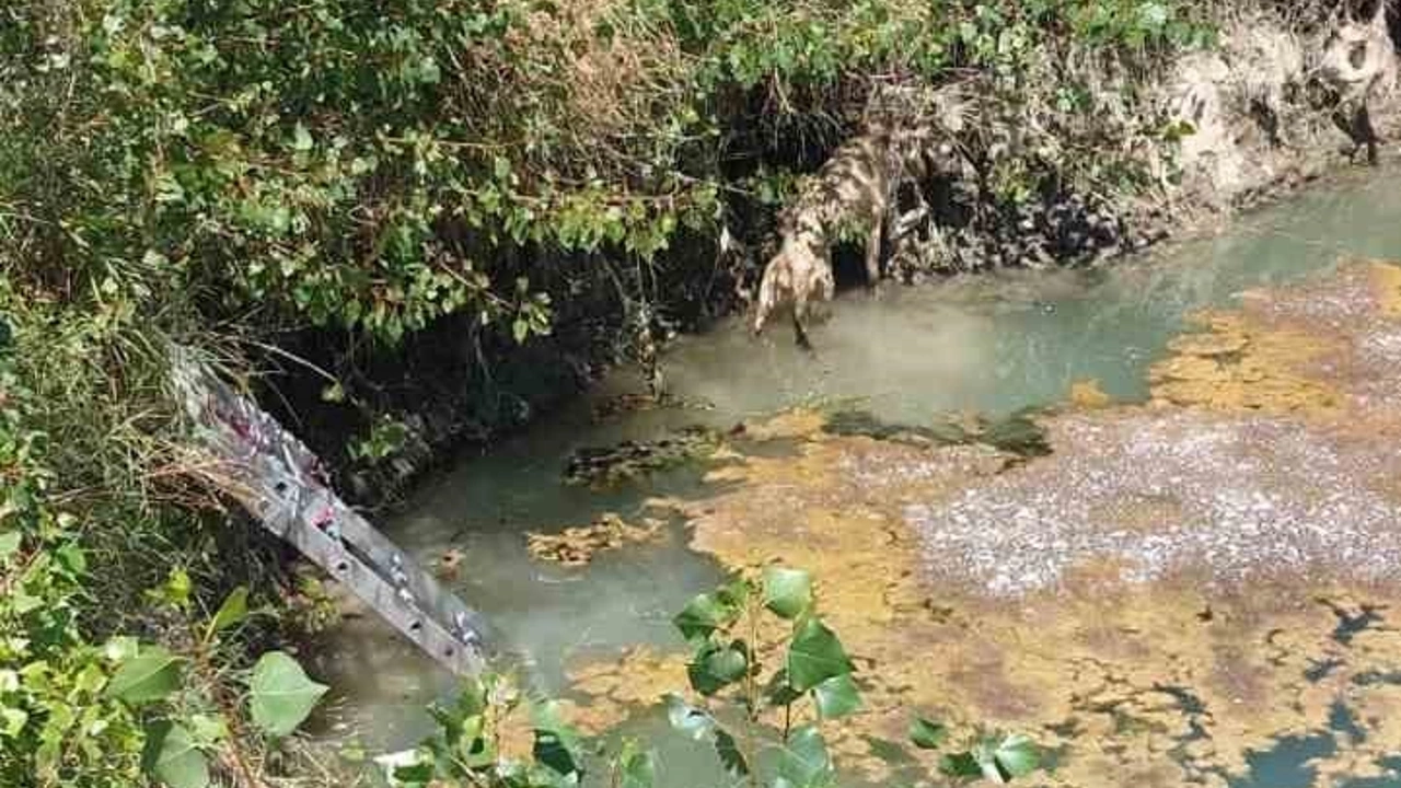 Çorum’da su kuyusuna düşen köpeği itfaiye ekipleri kurtardı