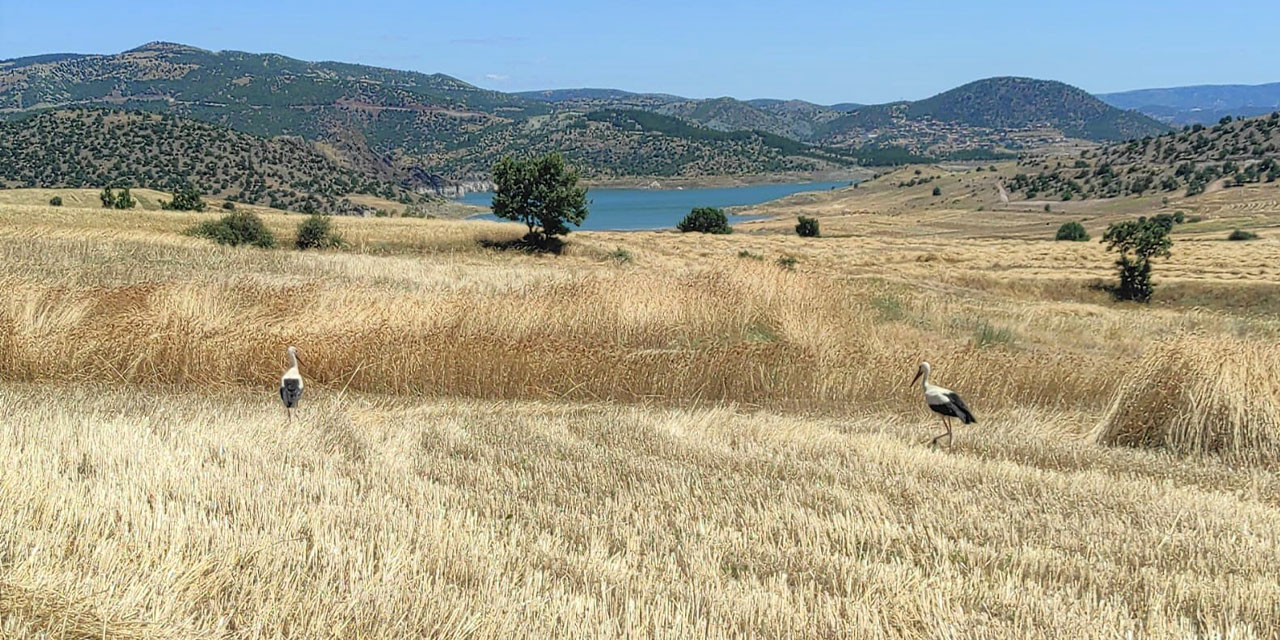 Yozgat’ta leylekler hasat edilen tarlalarda yiyecek arıyor