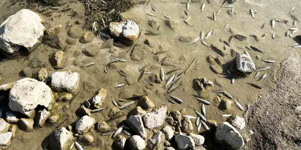 Hakkari'de çoklu balık ölümleri endişe yarattı