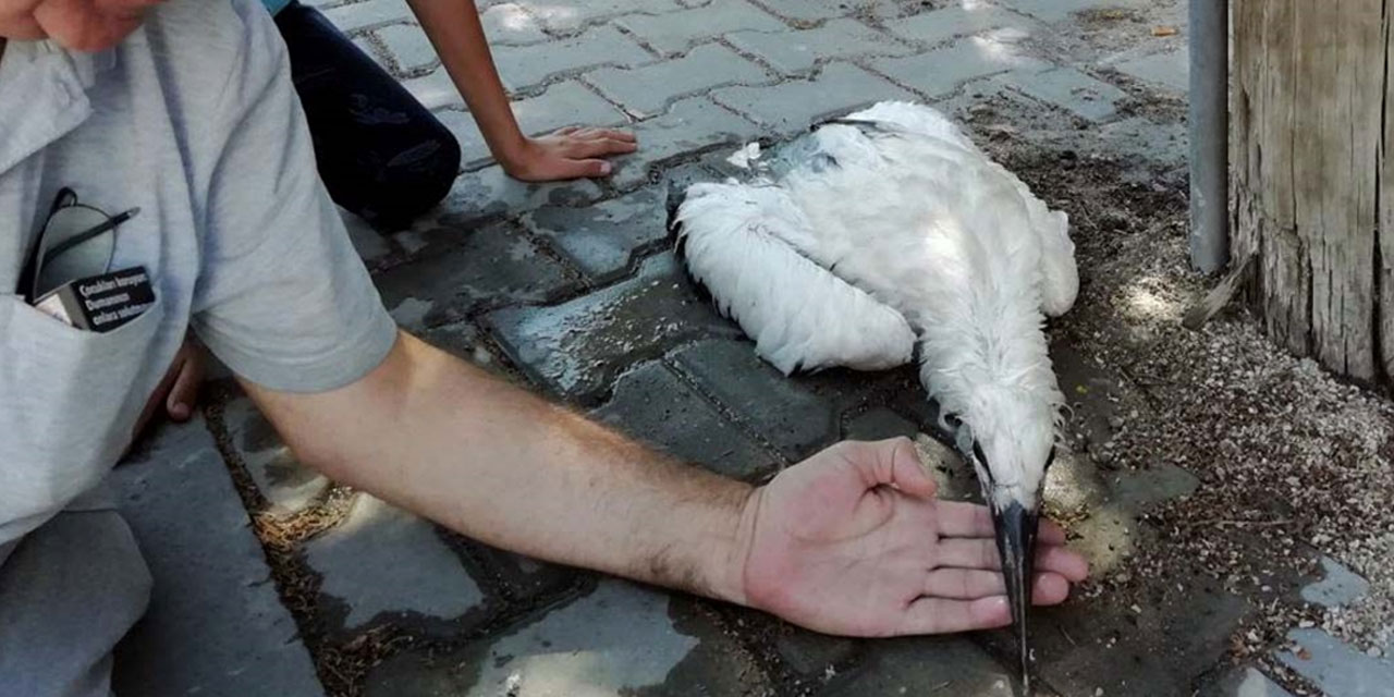 Kırıkkale'de leylek yavrusu tedaviye alındı: Caminin kubbesindeki yuvasından düştü