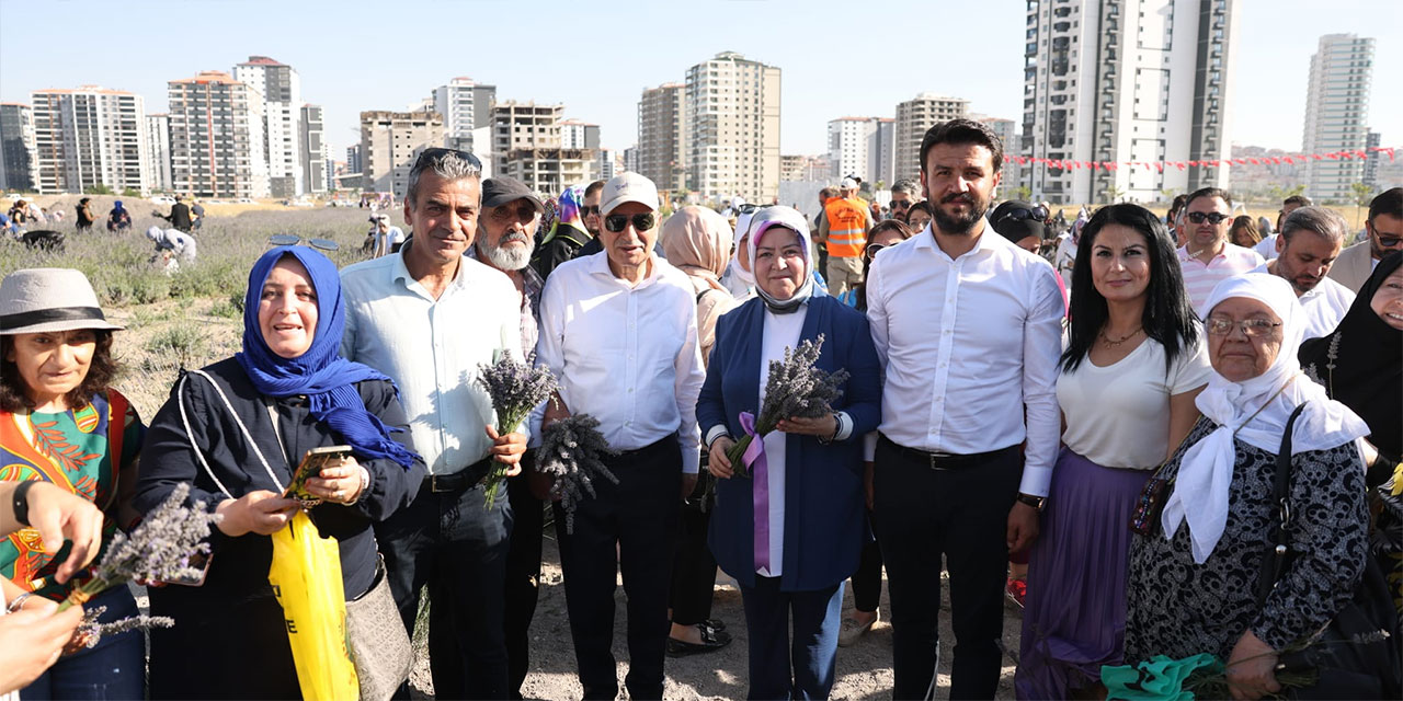 Keçiören Lavanta Bahçesi'nde hasat zamanı