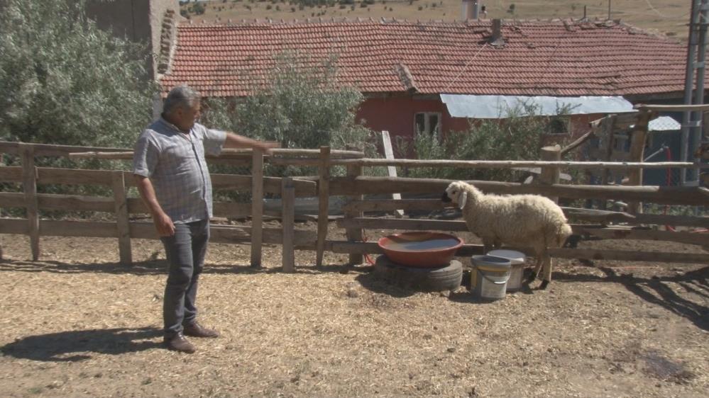 Ankara Çubuk'ta sahipsiz köpekler koyunlara saldırdı: 5 koyun telef oldu!