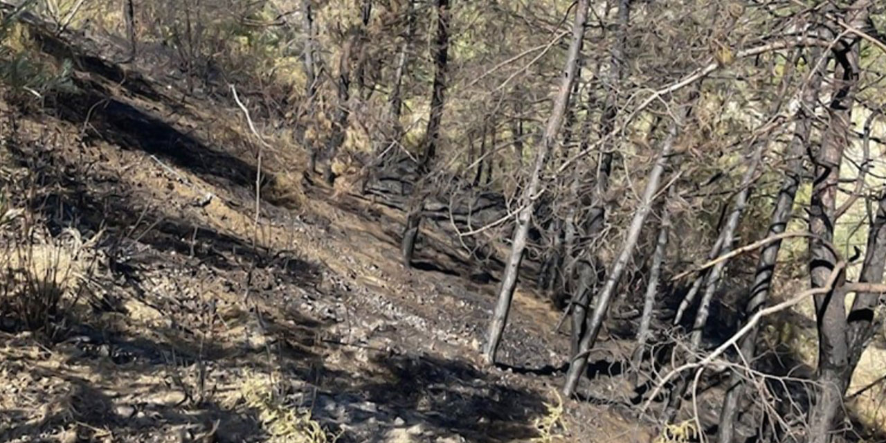 Hatay’da bir ormanda çıkan yangın söndürüldü