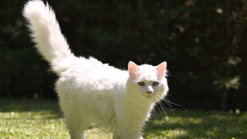 Ayasofya'ya ikinci Ankara kedisinin  hediye edilmesi planlanıyor