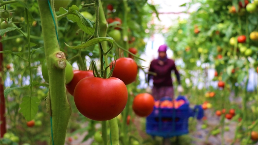 Ankara  Çubuk'ta domates hasadı başladı