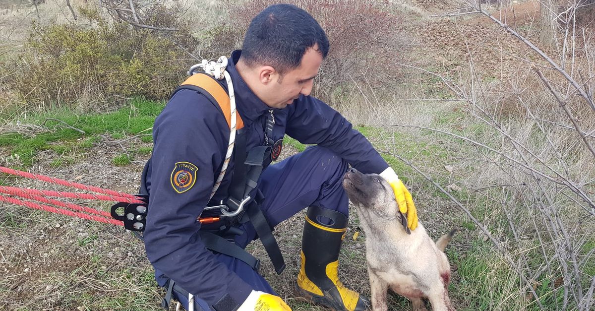 Hatay'da kedi ve köpek kuyudan kurtarıldı