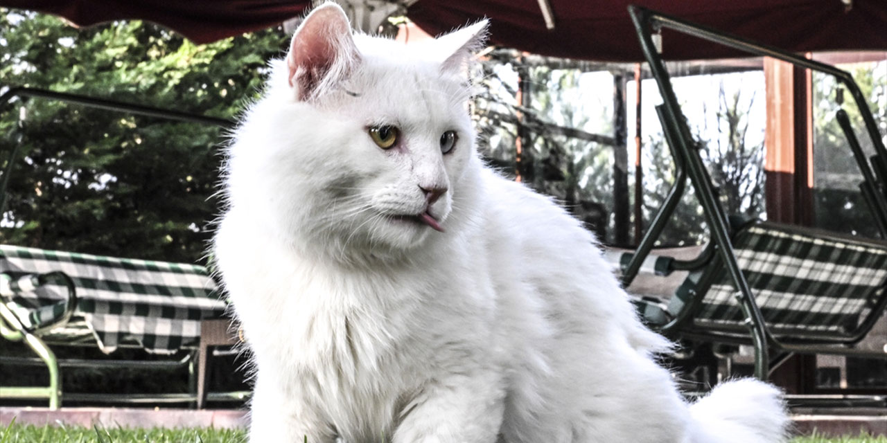 Ayasofya'nın yeni kedisi 'Seymen'