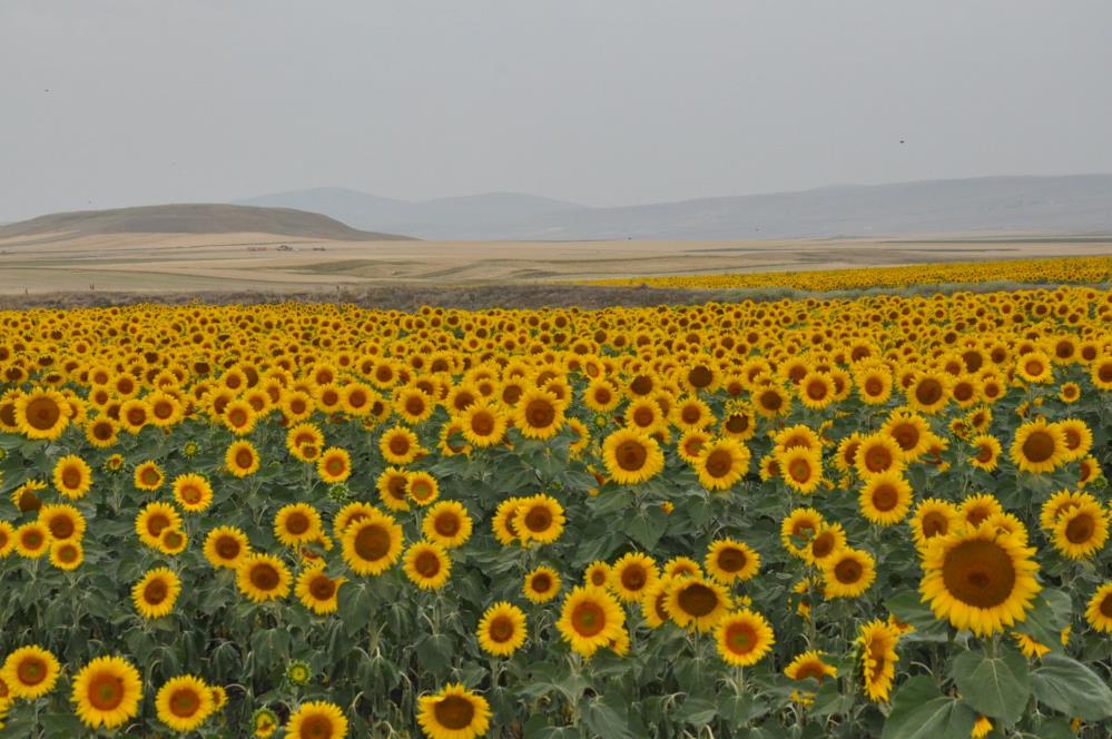 Tarlalar sarıya boyandı