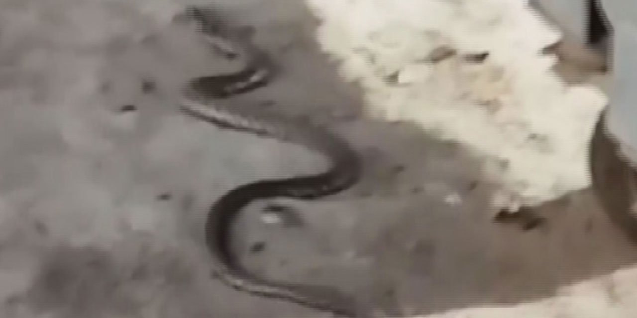 Ankara'da sokak ortasında yılan görüldü!