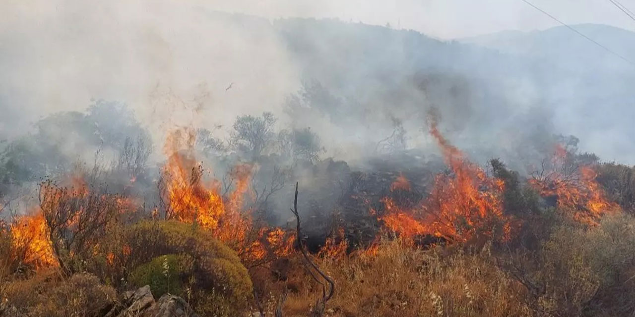 Manisa'da ormanlık alanda yangın çıktı!