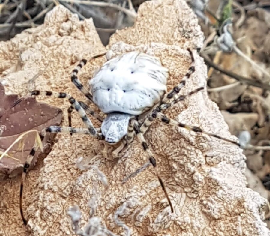 Dünyanın en zehirli örümceği  o ilde görüldü