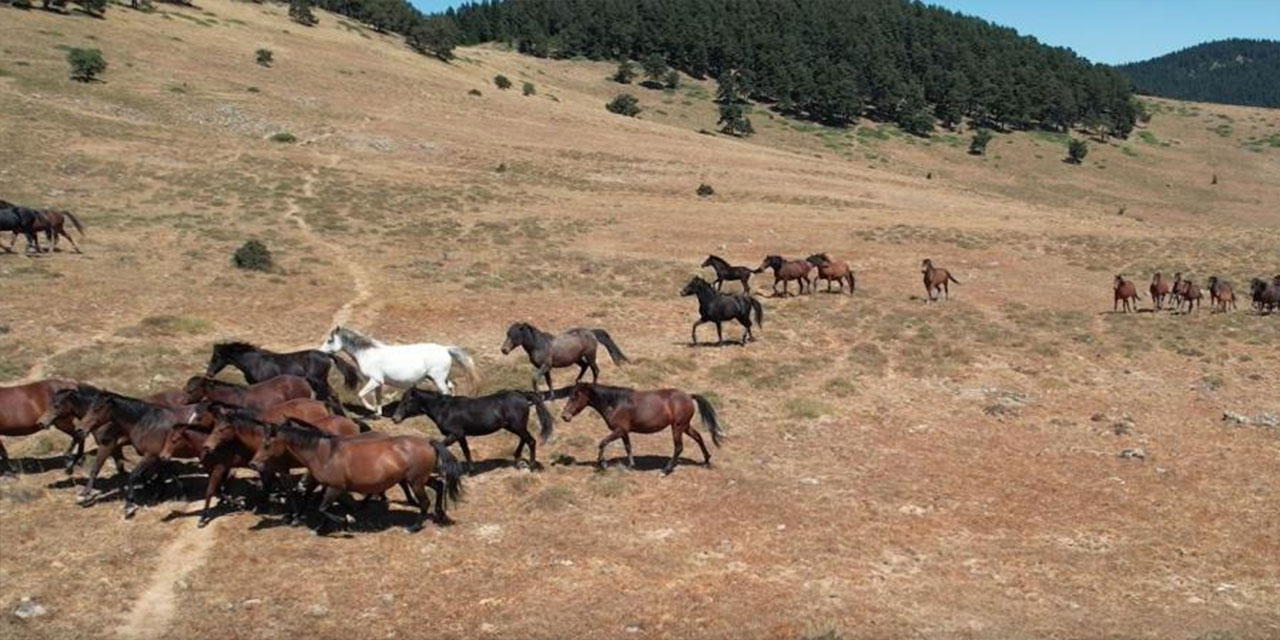 Kızılcahamam'daki yılkı atlarından kartpostal gibi görüntü