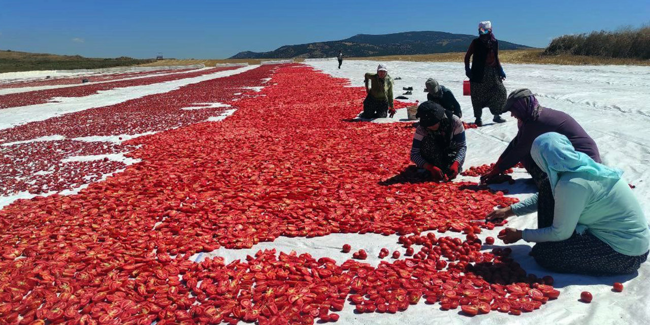Yozgatlı çiftçilerin zorlu domates mesaisi