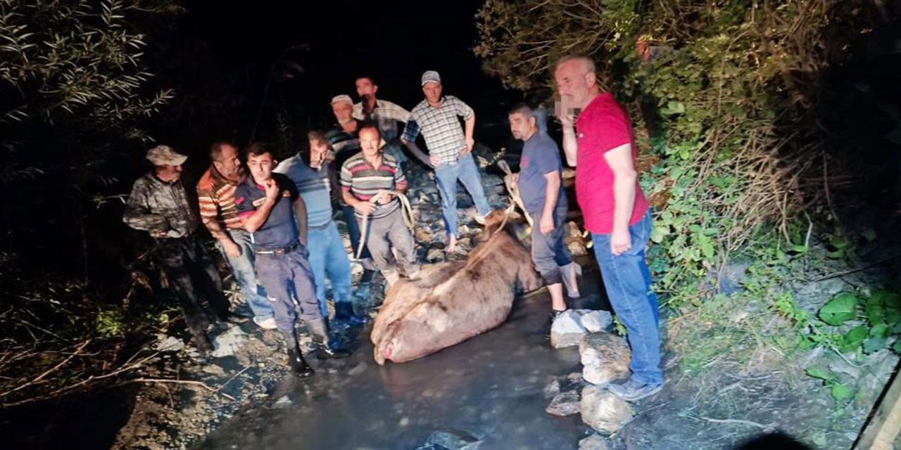 İnek köprüden düştü, itfaiye yetişti