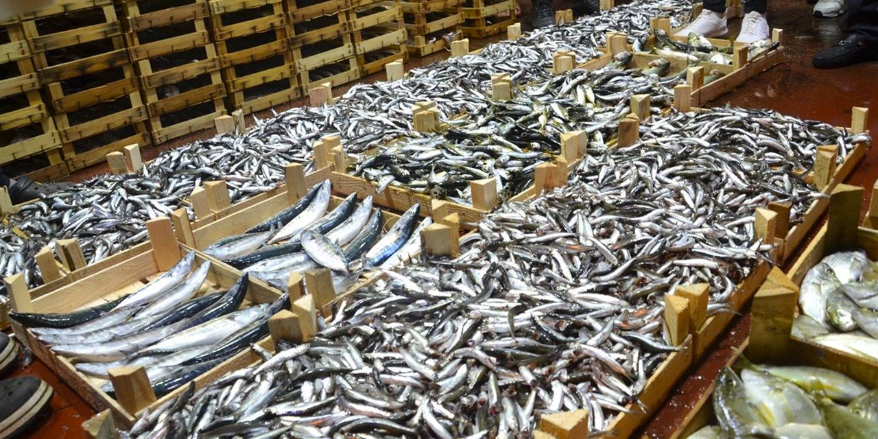 Balık pazarları hareketlendi: Hamsinin kilosu 150 TL oldu
