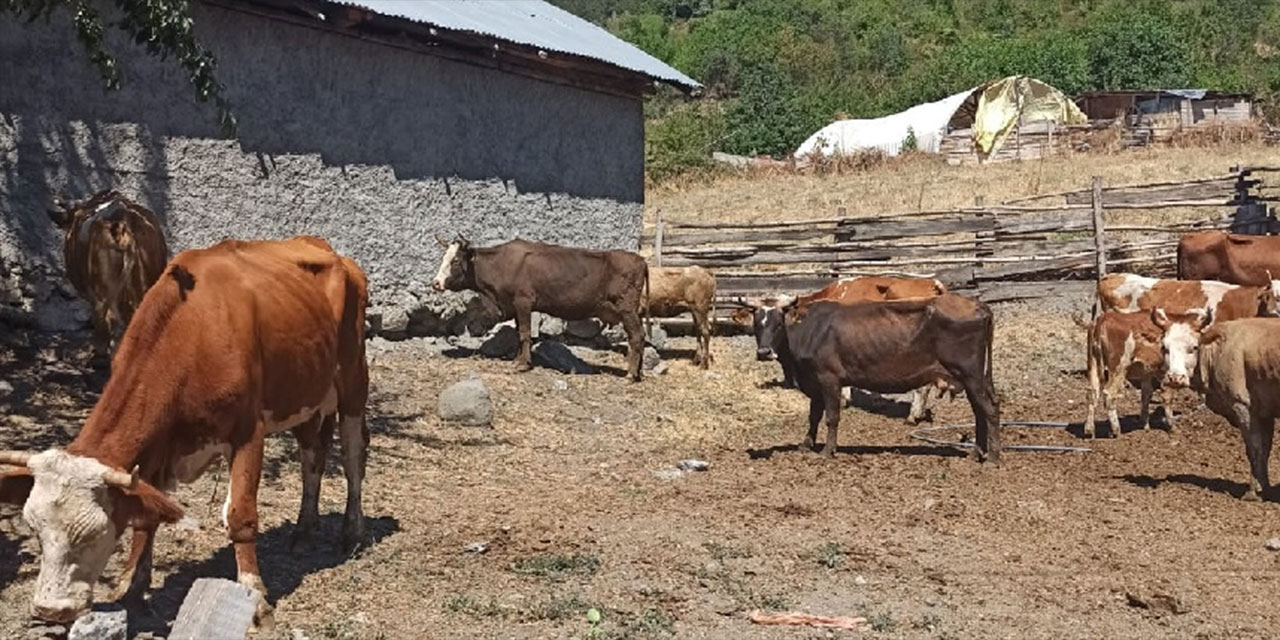 Çankırı'daki büyükbaş hırsızları yakalandı!