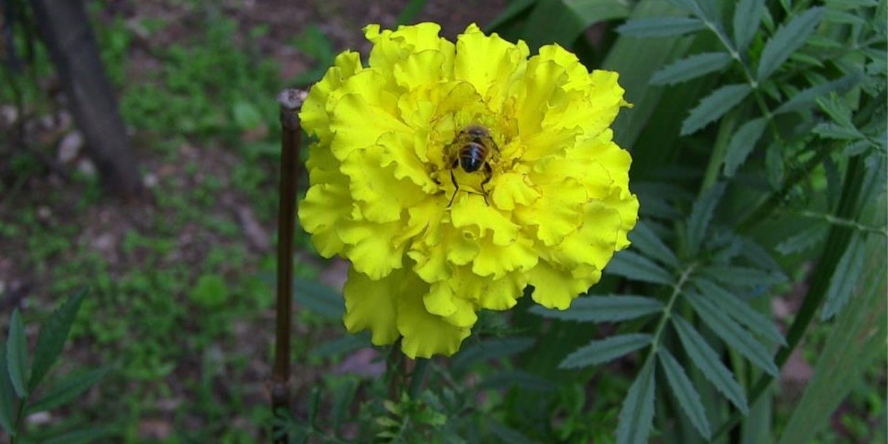 Dünyaca ünlü Macahel Balı, Artvin'de de çıkıyor!