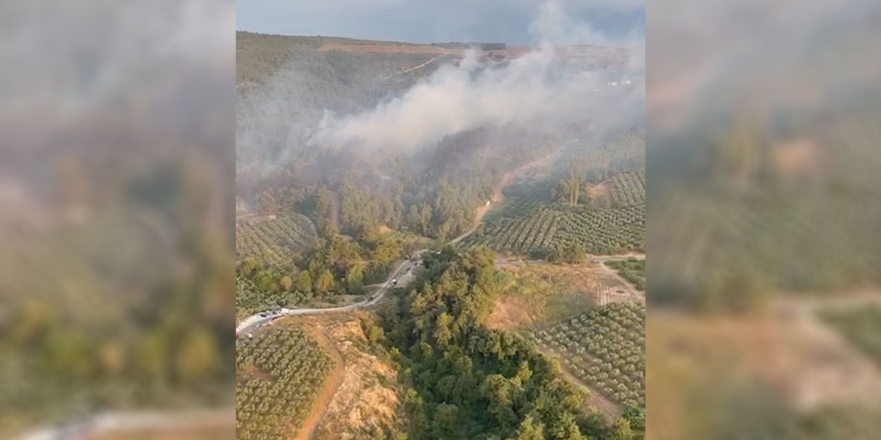 Bursa'da ormanlık alanda yangın çıktı!