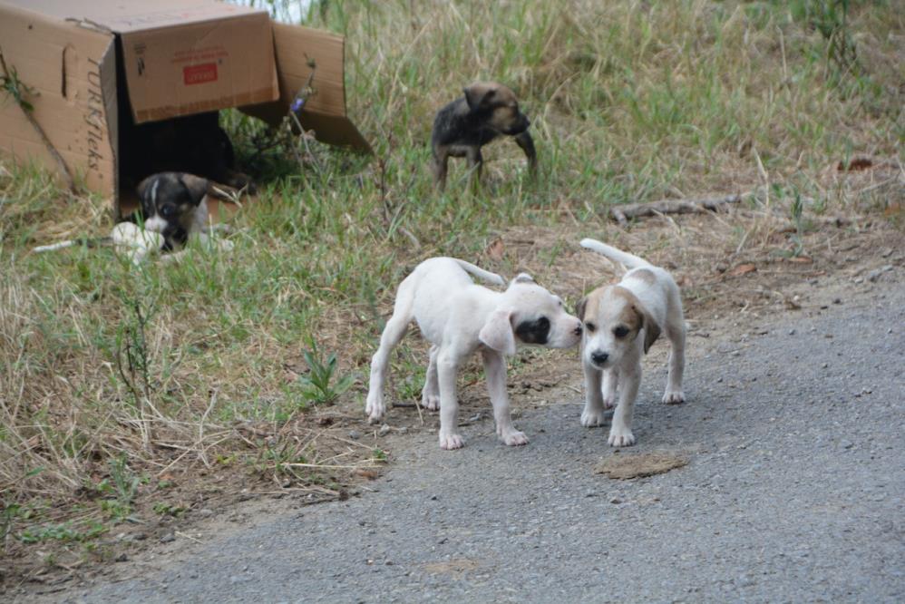 O ilde başıboş köpek sorunu!