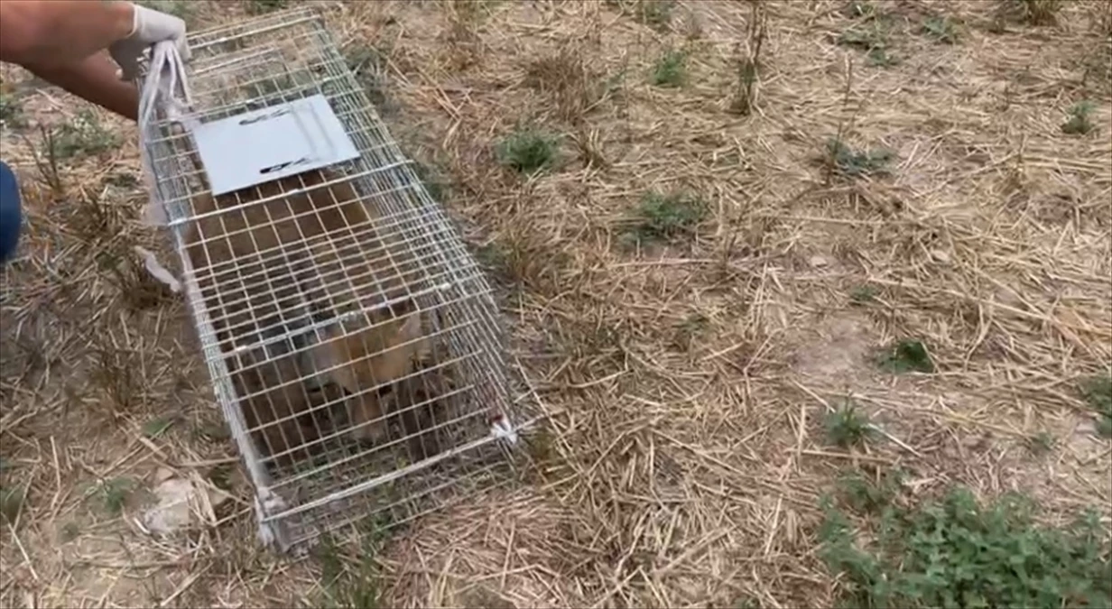 Yaralı bulunduktan sonra tedavisi tamamlanan tilki doğaya salındı