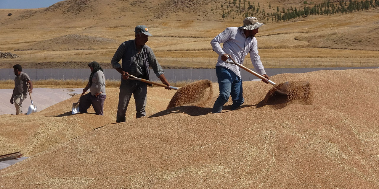 Yozgat'ta 800 bin ton arpa ve buğday alımı gerçekleştirildi