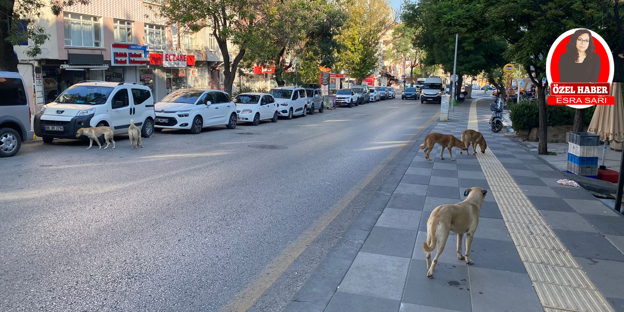 Ankara Kurtuluş’ta köpekler mahalle sakinlerini korkutuyor