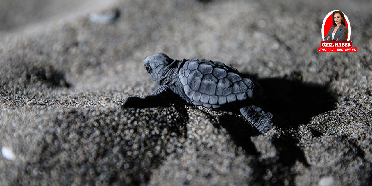 ODTÜ Deniz Bilimleri Enstitüsü, carette carettalara nefes oluyor