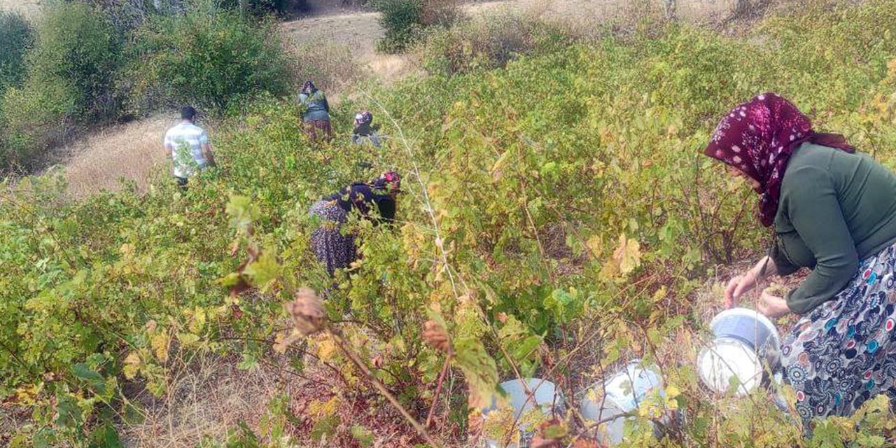 Yozgat'ın üzümleri tezgahtaki yerini aldı