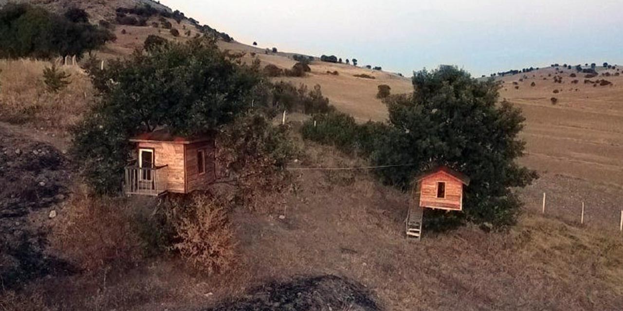 Yozgat'ta meşe ağacının üzerine yapılan evler dikkat çekiyor