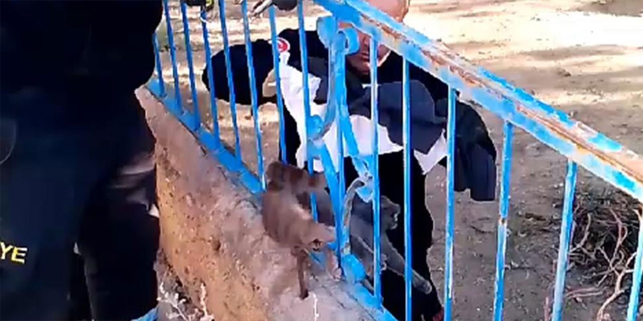 Kırıkkale'de korkuluklara sıkışan kedi kurtarıldı!