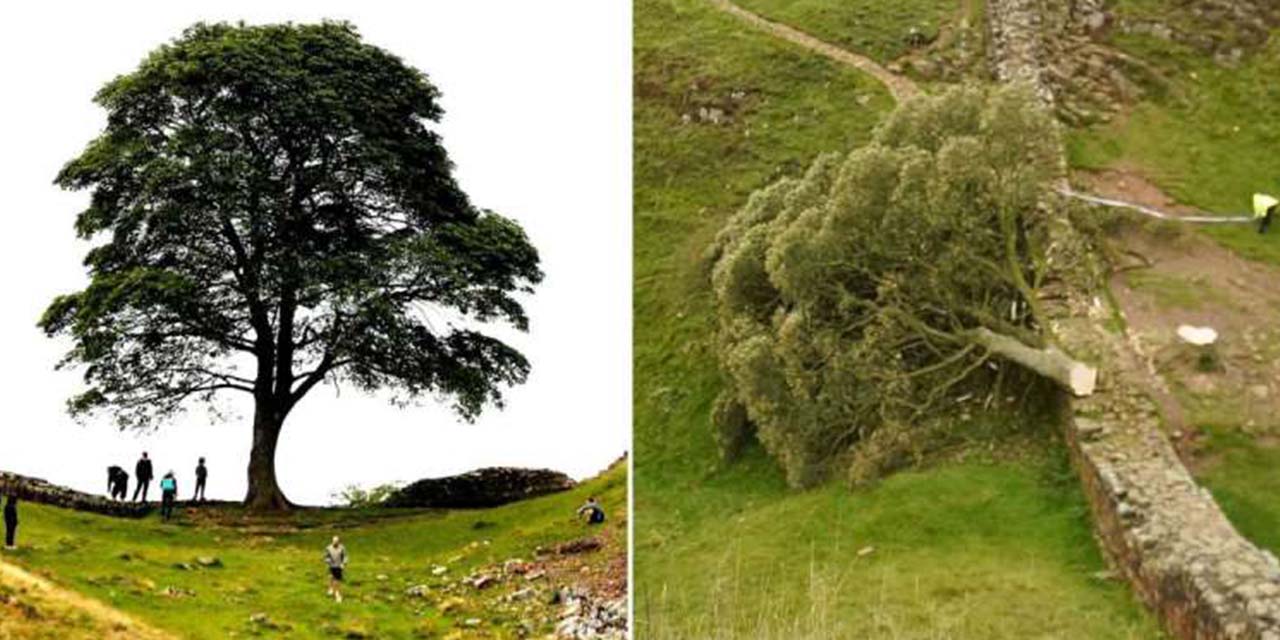 300 yıllık sembol ağacı kesmek pahalıya mal oldu