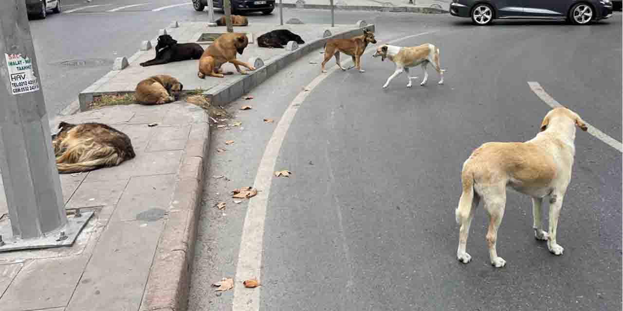 Sokak köpekleri sorunu büyüyor