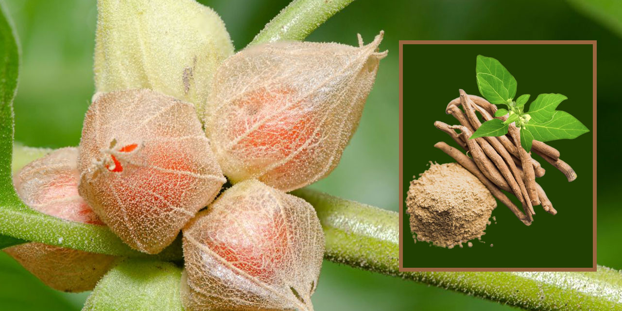 Ashwagandha’nın ne işe yaradığını biliyor musunuz?