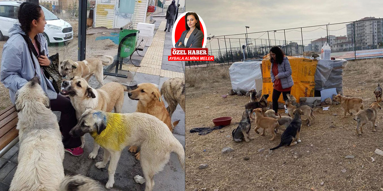 Ankara’da belediyeler sokak hayvanlarını başka ilçelere bırakıyor!