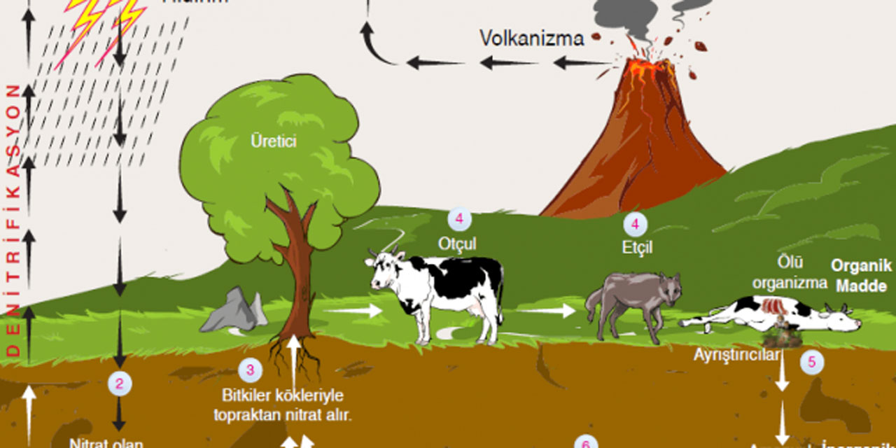 Azot Döngüsü Nedir?