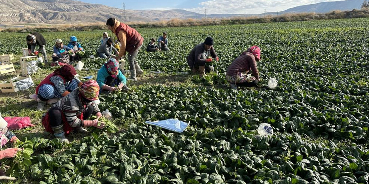 Beypazarı'nda ıspanak hasadı başladı!