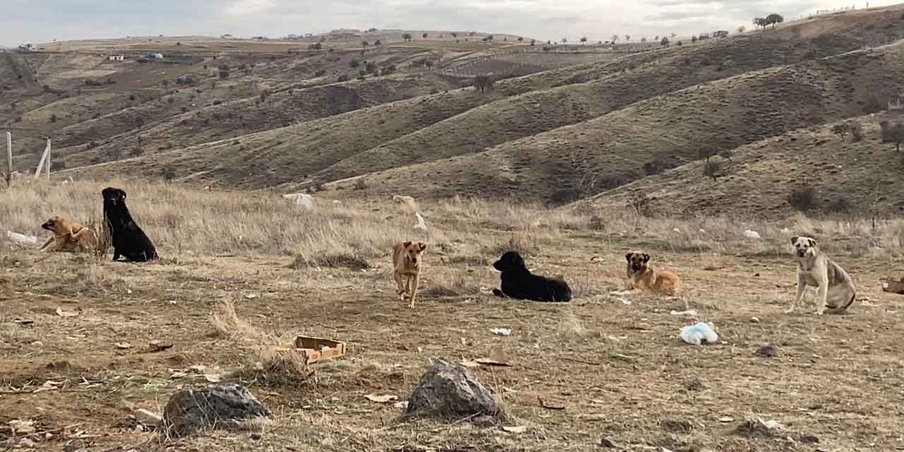 Üç bakanlık başıboş köpek sorunuyla ilgili harekete geçip özel çalışma başlattı