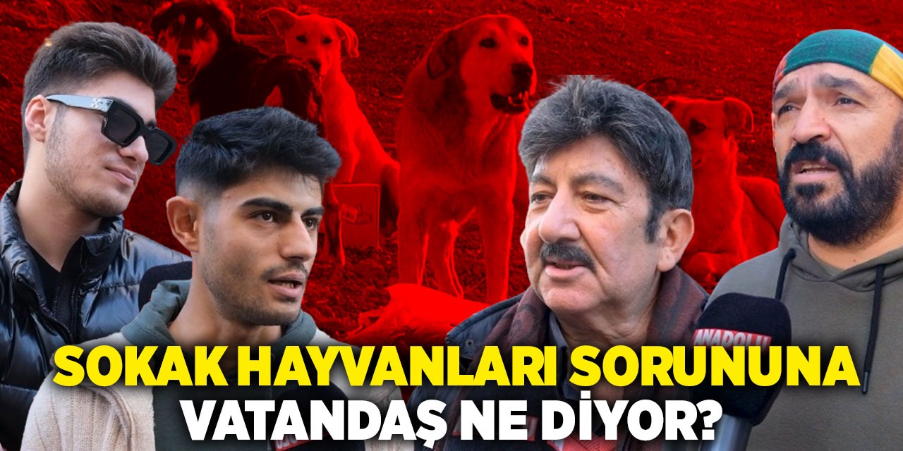 Ankara'daki sokak hayvanları sorununa vatandaş ne diyor? Başkent'te sokak hayanı saldırısı bitmiyor!