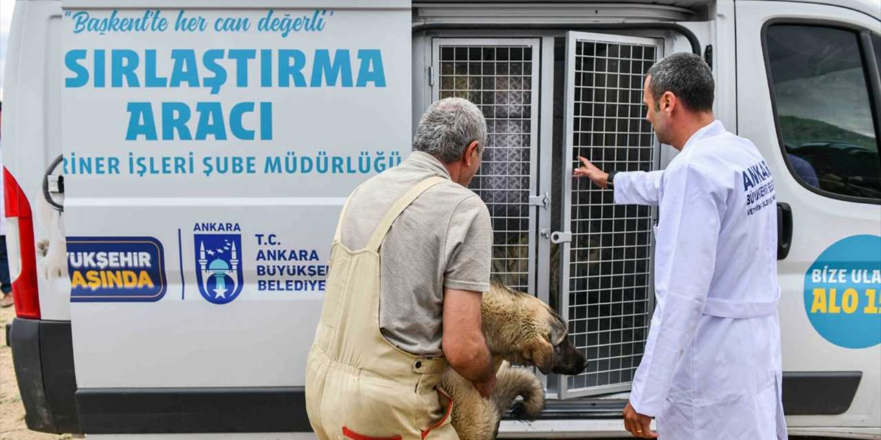 Ankara Büyükşehir Belediyesi'nden sokak hayvanları için önemli proje: İşte, projede dikkat çeken detaylar!